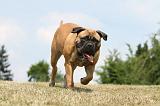 BULLMASTIFF 305